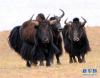 这是在藏北无人区拍摄的一群野牦牛(2014年6月27日摄)。新华社记者 陈天湖 摄
