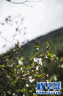 波密之春美图系列之波密索通乡的油菜花（摄影：旦增尼玛曲珠）