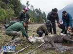 西藏波密：沼泽救马记