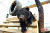 4月7日，青海西宁，青藏高原野生动物园里今年诞下的黑熊宝宝“煤球”满三个月，开始与游客见面，并各种“卖萌”。 