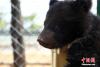 4月7日，青海西宁，青藏高原野生动物园里今年诞下的黑熊宝宝“煤球”满三个月，开始与游客见面，并各种“卖萌”。 