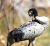4月12日，“留守”黑颈鹤在拉萨达孜县林业局大院里梳理羽毛。