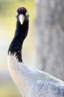 4月12日，“留守”黑颈鹤在拉萨达孜县林业局大院里。