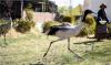 4月12日，拉萨达孜县林业局大院里，看门的老阿妈给黑颈鹤喂食。