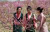 4月23日，三名藏族姑娘在欣赏油桃花。