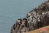 图为青海湖鸟岛上筑巢的鸬鹚。 罗云鹏 摄