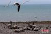 图为在青海湖鸟岛筑巢的斑头雁。 罗云鹏 摄