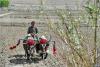 5月13日，日喀则市白朗县洛江镇的农民格桑在农忙时节耕耘农田、准备播种青稞。