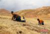杂多县阿多乡境内牧民扎彭等人正在草原上寻找冬虫夏草。 中新社记者 罗云鹏 摄
