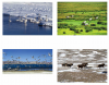 左上图：天鹅- 新疆，右上图：国家一级保护动物黑颈鹤- 西藏，左下图：班公湖上的鸟群- 西藏，右下图：金色野牦牛- 西藏