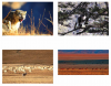 左上图：国家一级保护动物雪豹- 西藏，右上图：国家一级保护动物滇金丝猴- 云南，左下图：国家一级保护动物藏羚羊- 西藏，右下图：藏野驴- 西藏