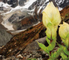 高原雪莲- 西藏，高原特有的植物，也是药材。