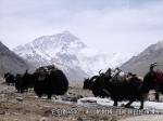 《西藏微纪录》：珠峰脚下的牦牛