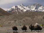 《Tibet Short Documentaries》——Yaks at the foot of Mount Everest