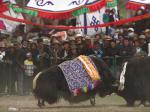 《Tibet Short Documentaries》——Tsesha Bullfighting Festival