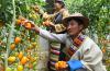 5月28日，游客在白朗县的蔬菜大棚里参观。 当日，西藏日喀则市白朗县举行瓜菜采摘活动，吸引不少城乡居民和游客参与。白朗县在山东省对口援助下，建设蔬菜、水果大棚5428座，2015年瓜菜产量8000万斤，销售收入过亿元，参与农户达3200余户，帮助1000余人实现脱贫。 新华社记者 觉果 摄