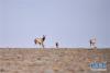 6月7日，在青海可可西里，一群雌性待产藏羚羊通过青藏公路后向卓乃湖行进。