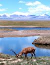 一只藏羚羊在青藏铁路附近的清水河畔觅食（2006年8月9日摄）。
