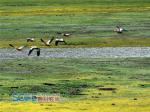 四川最远最高湿地是“候鸟天堂”