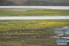 一群赤麻鸭在石渠县太阳湖湿地里栖息（7月1日摄）。新华社记者 江宏景 摄