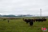 每天牛群吃草回来，阿扎一家会按照公牛、母牛和幼崽区分拴养。中国网记者 董宁摄影