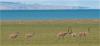 西藏那曲地区申扎县雄梅镇的藏羚羊（8月4日摄）。新华社记者 张晓华 摄