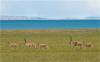 西藏那曲地区申扎县雄梅镇的藏羚羊（8月4日摄）。新华社记者 张晓华 摄