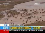2016 我们与藏羚羊·西藏 江爱藏布河：5万藏羚羊“过天堑”