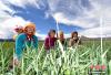 图为拉萨市林周县卡孜乡白朗村村民正在查看长势良好的牧草——紫花苜蓿。 李林 摄