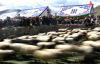 9月8日，牧民观看数羊头比赛。