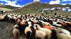9月8日，牧民举行数羊头仪式。
