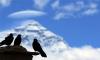 珠穆朗玛峰脚下的红嘴乌鸦（9月22日摄）。 