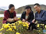 茶用菊花新品种在西藏引种成功