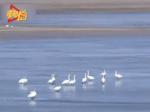 青海湖的大天鹅