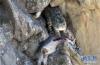 野生动物调查队调查人员拍摄的雪豹视频截图。