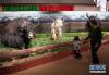 12月15日，观众在首都博物馆观看《牦牛走进北京——高原牦牛文化展》上的牦牛标本。