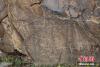 阿日扎岩画之一，一只体型巨大的老虎清晰可见。 钟欣 摄