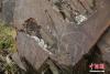 阿日扎岩画之一，一只大角鹿栩栩如生。 钟欣 摄