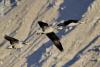 斑头雁飞翔在拉鲁湿地上空（1月8日摄）。