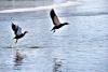 两只赤麻鸭在拉鲁湿地的水面上起飞（1月8日摄）。