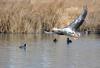 即将降落在拉鲁湿地上的一只斑头雁（1月8日摄）。