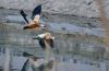 两只赤麻鸭在拉鲁湿地上低飞（1月8日摄）。