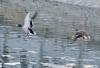 两只野鸭在拉鲁湿地水面上疾飞（1月8日摄）。
