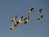 一群斑头雁在拉鲁湿地上空翱翔（1月8日摄）。