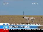 可可西里：摄影师抓拍到藏羚羊珍贵画面