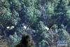 1月18日，三只黑颈鹤飞翔在自然保护区绿林间。新华社记者 陈海宁 摄