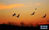 1月18日，几只黑颈鹤在晨曦中飞舞。