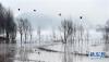 1月19日清晨，四只斑头雁飞行在念湖湿地上空。新华社记者 陈海宁 摄