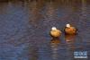 1月18日，两只赤麻鸭在念湖水面休息。新华社记者 陈海宁 摄