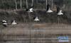 1月19日清晨，一群黑颈鹤在念湖湿地飞翔。新华社记者 陈海宁 摄